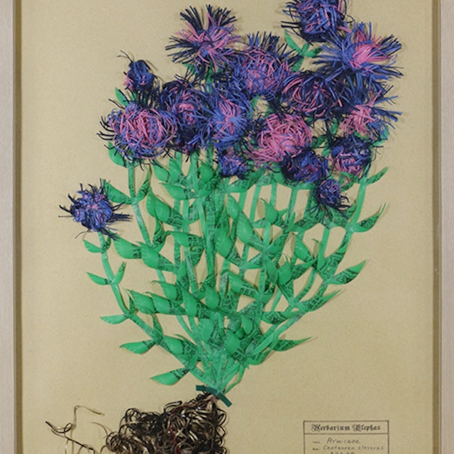 Armiceae Centaurea cleverus