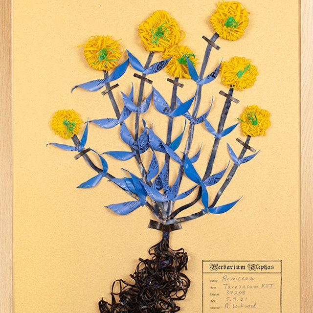 Armiceae Taraxacum RTS