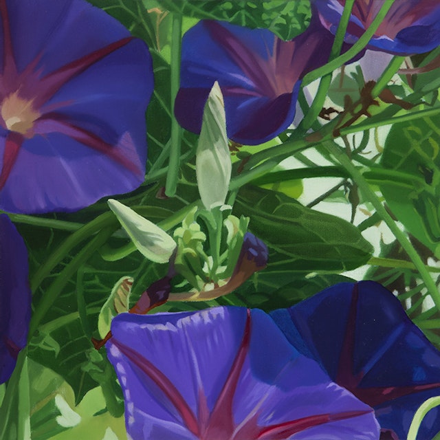 Morning Glories I