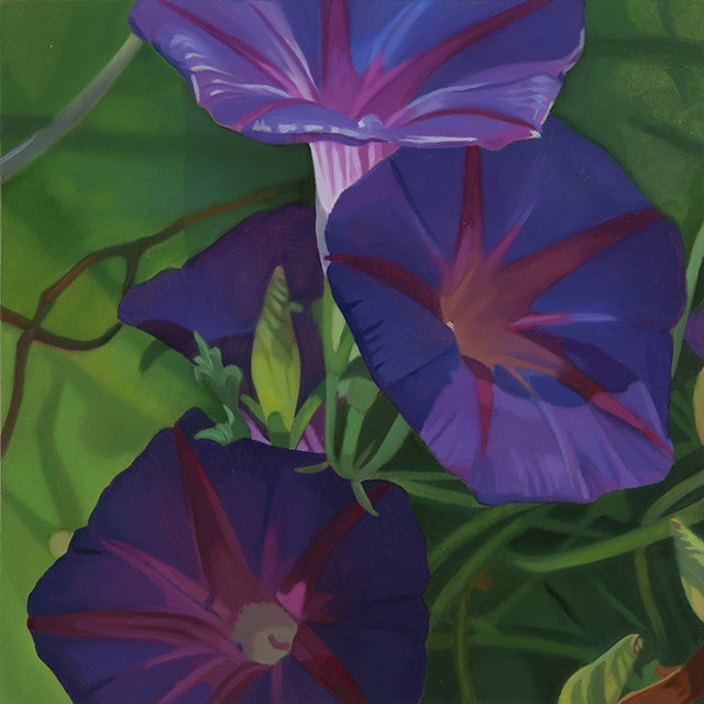 Morning Glories II