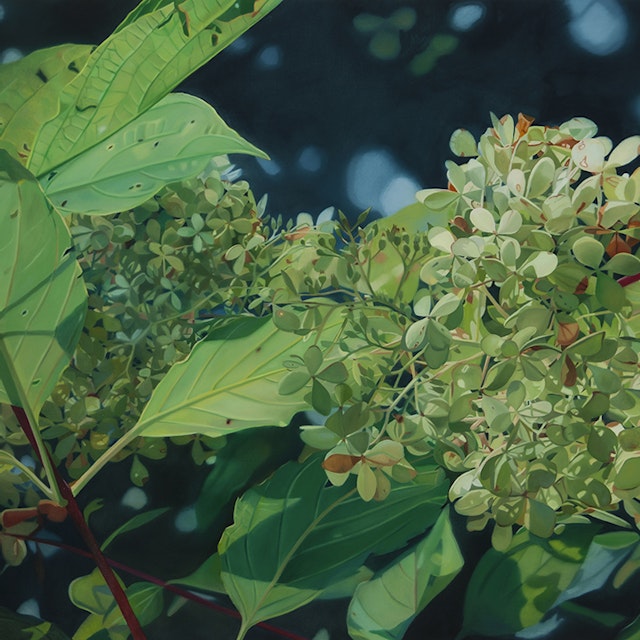 Hydrangea XV