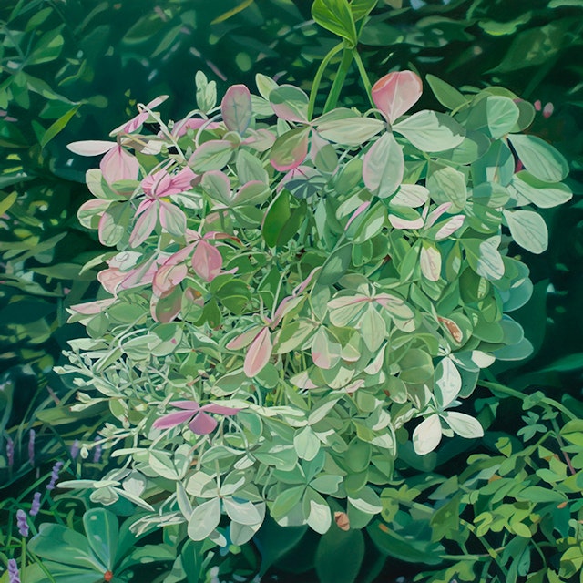 Be hydrangea xxix