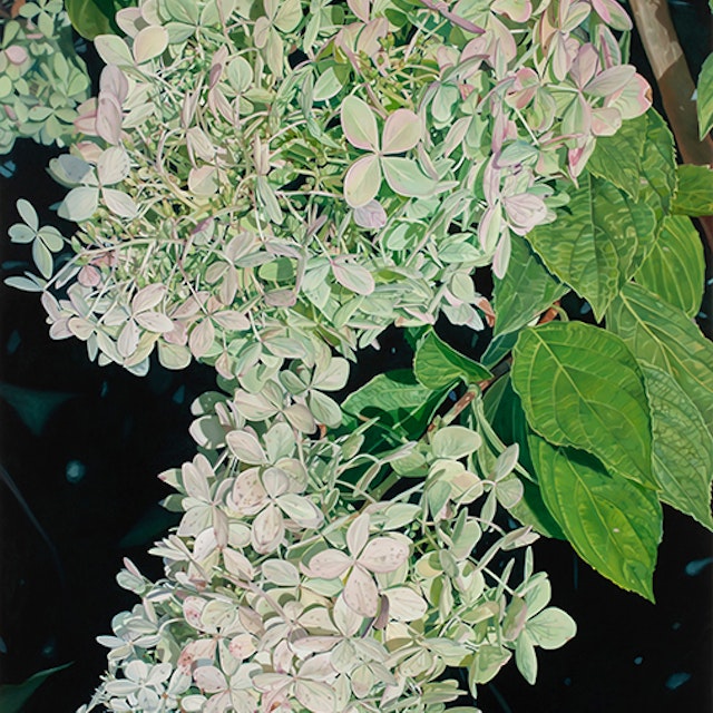 Be hydrangea xxvii