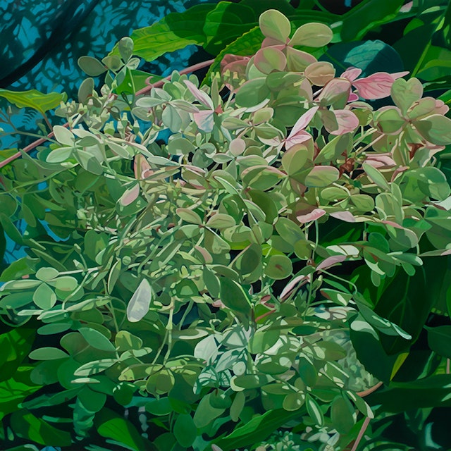 Be hydrangea xxx