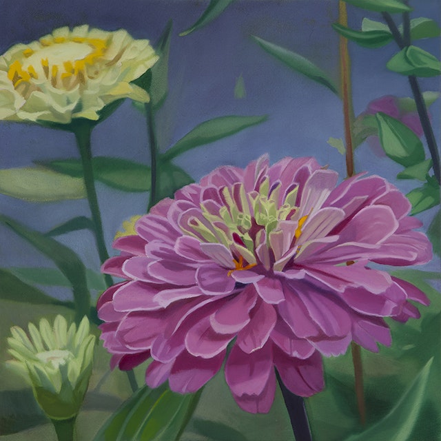 Pink Zinnia I
