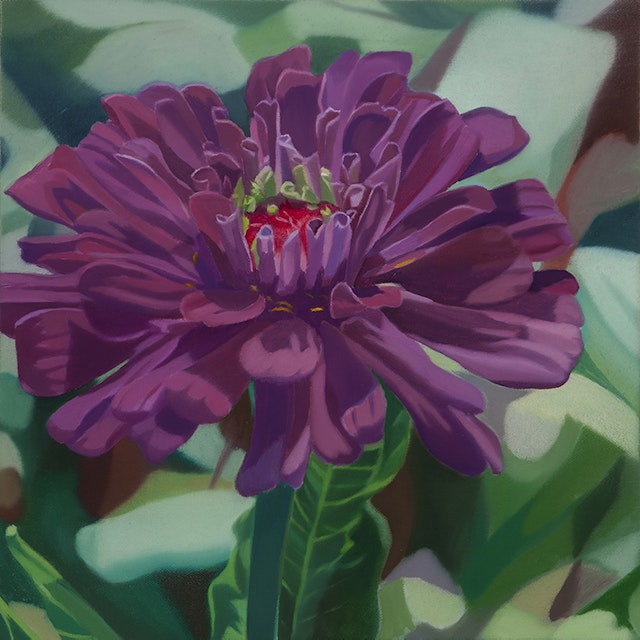 Purple Zinnia