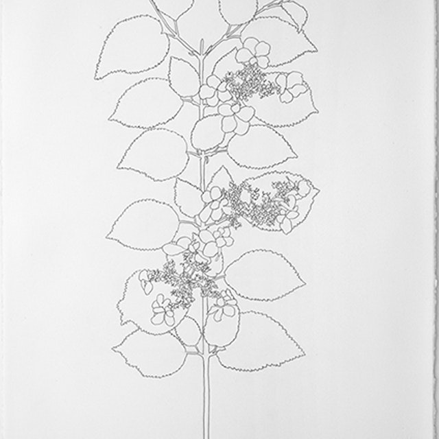 04-08-2020 Julie and Billy Chadwick's Viburnum