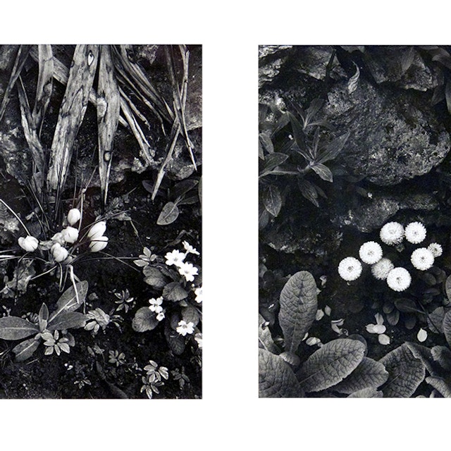 Crocus and Primroses, Orgeval and The Happy Family, Orgeval