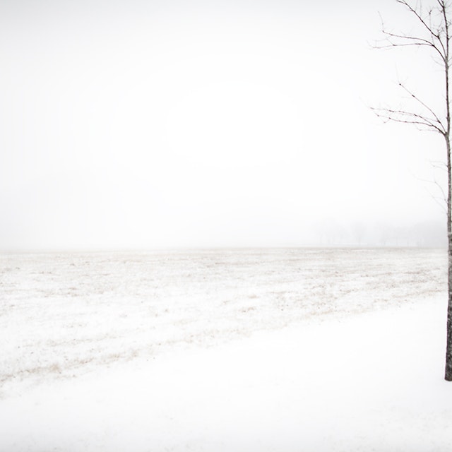 Snow Tree