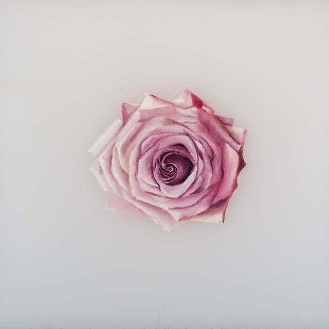 pink rose