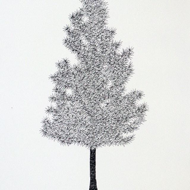 Narrowleaf Cottonwood