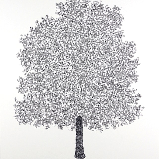 O - Oak