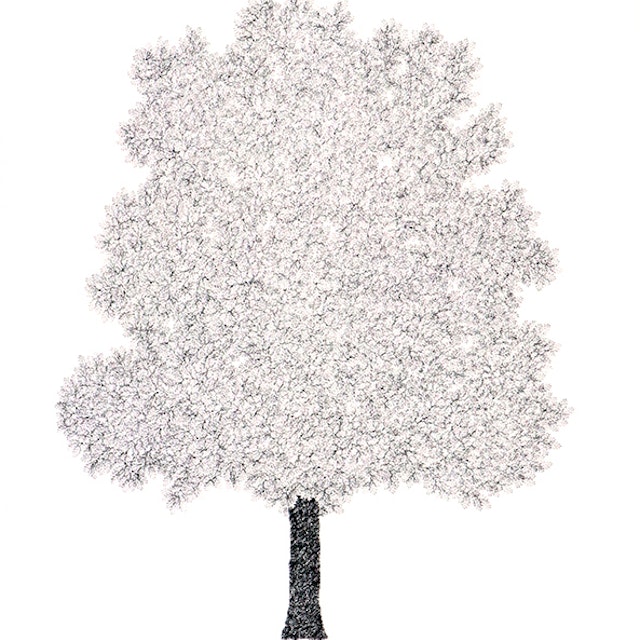 Red Oak