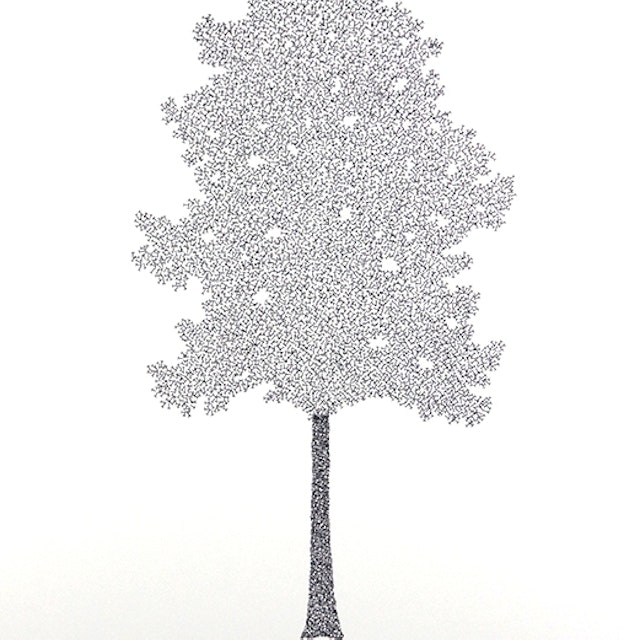T - Tulip