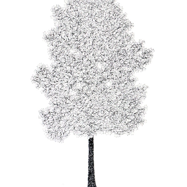 Tulip Tree