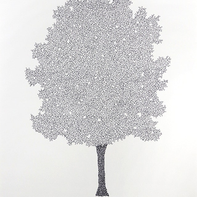 Z - Zelkova