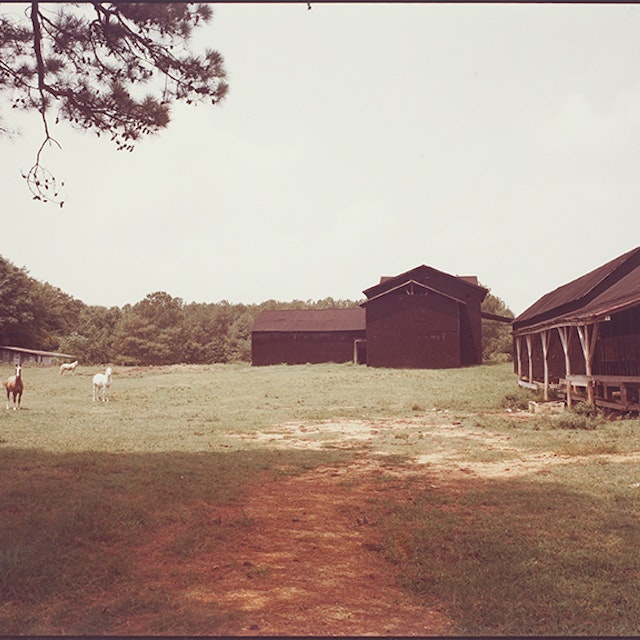Untitled (Horses with Black Buildings, Newbern)