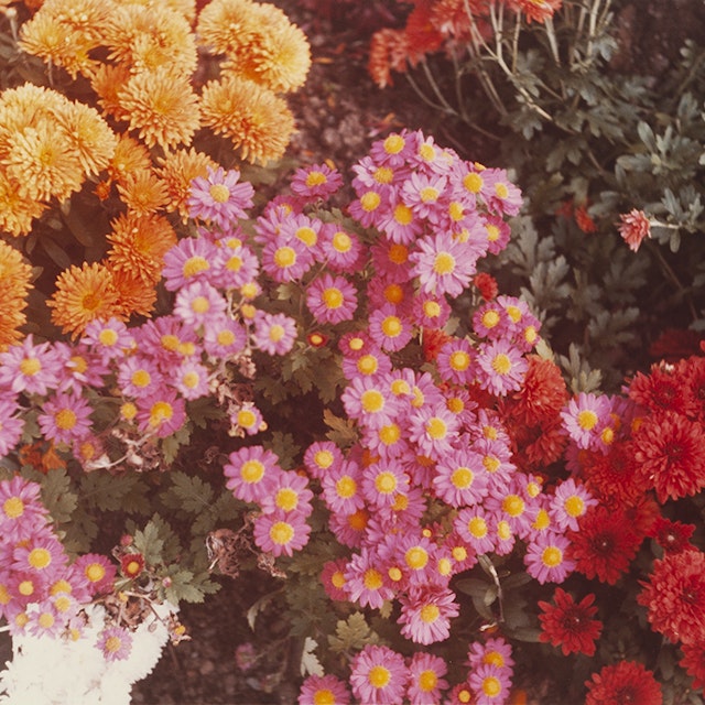 Untitled (Mixed Mums)